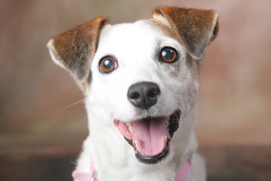 Iguatemi Fortaleza recebe feira de adoção neste fim de semana