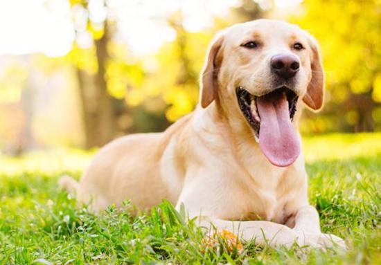 Projeto “PET Amigo” é a nova empreitada da rede Pague Menos. Entenda!