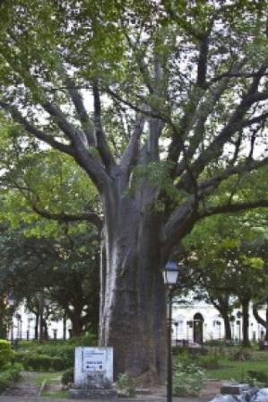 Concurso vai premiar fotografias de árvores de Fortaleza