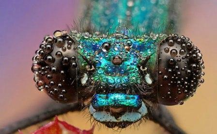 Fotógrafo eslovaco retrata insetos cobertos com gotículas de água