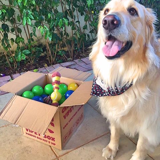 VipetBox chega causando ao mercado PET