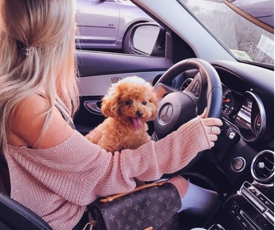 Mercedes-Benz lança linha acessórios exclusivos para os Pets. Vem saber!