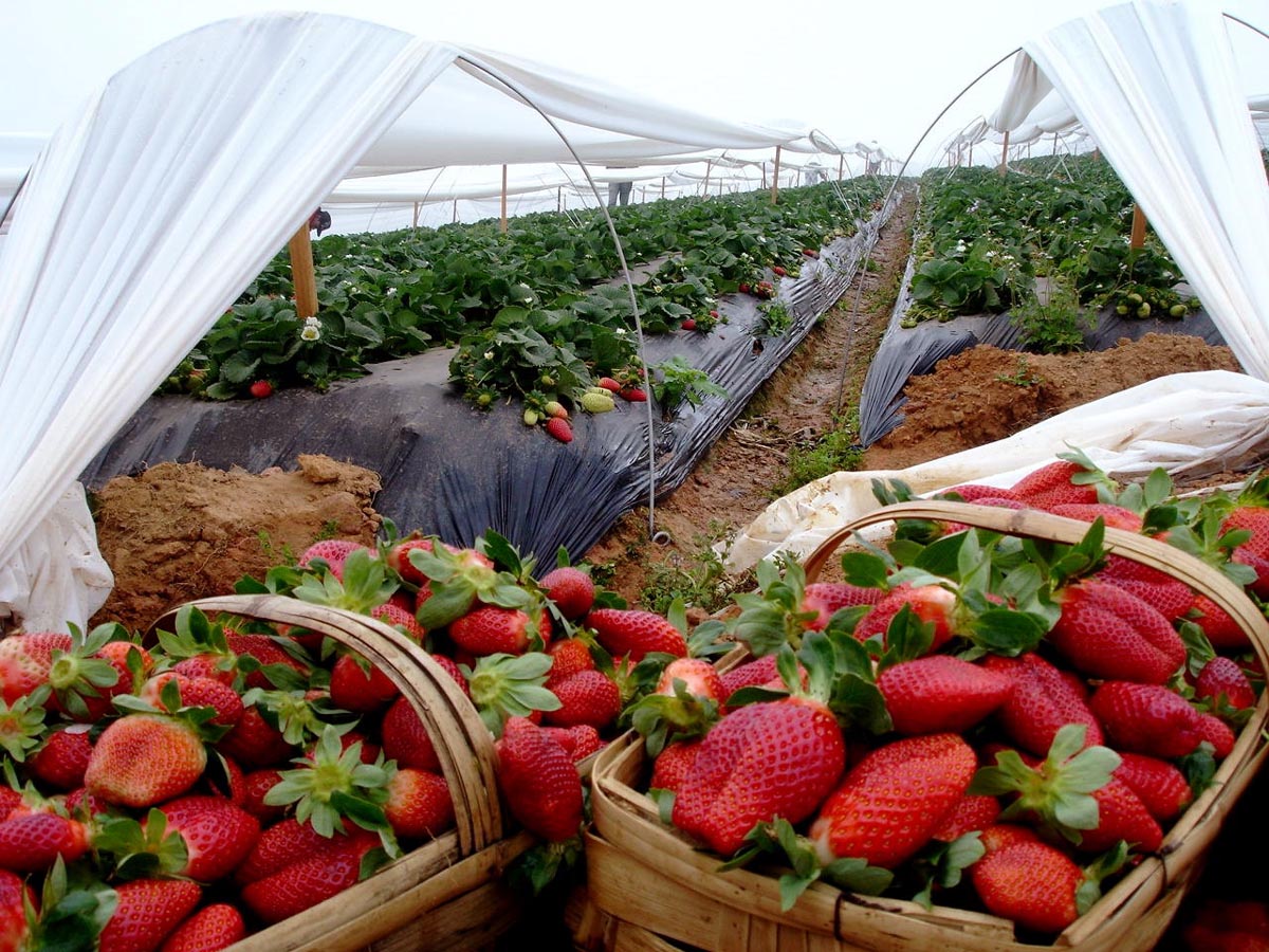 SABB Coca-Cola patrocina Festival Sobrefrutas