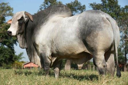 4º Leilão Virtual de Touros Bonsucesso