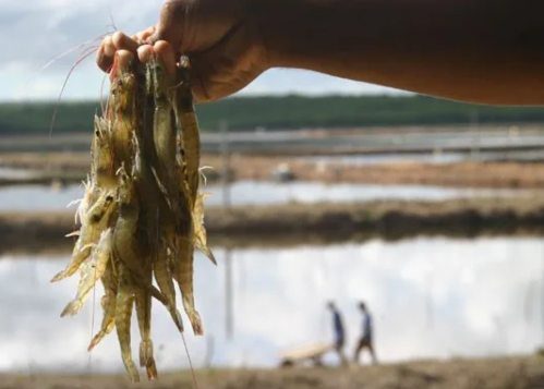 BNB amplia os limites de financiamento para fortalecer a agricultura familiar