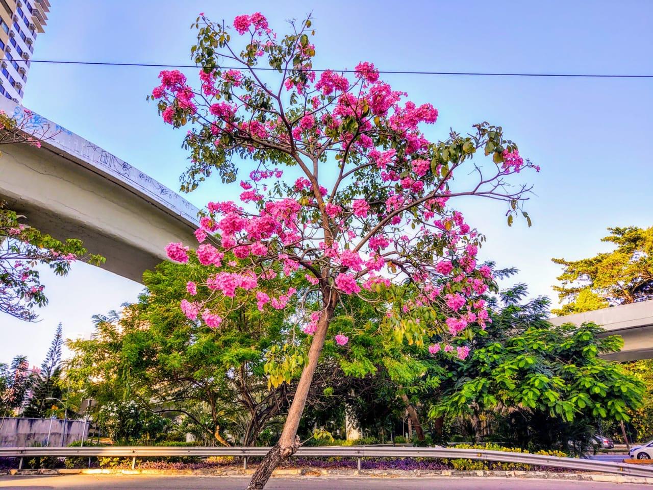 Floração dos ipês marca a chegada da primavera no Estado Floração dos ipês marca a chegada da primavera no Estado