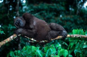 Gabon 022 Gettyimages 128120699