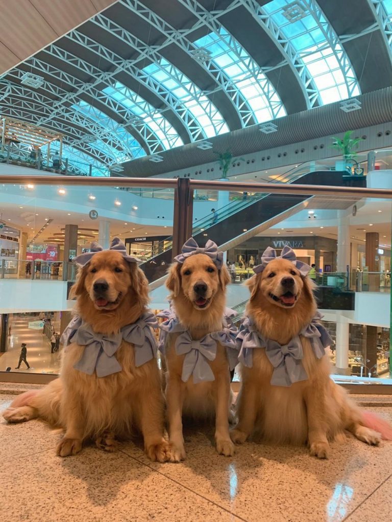 
				Jolie Sophie Chloe Sexteto 4 Patas
				