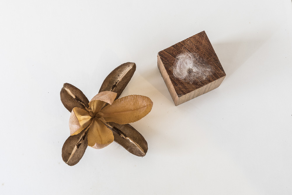  9ek8353 ©edson Kumasaka 2021 ©edson Kumasaka 2021 Bx