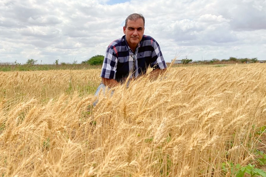 Grupo Santa Lúcia arrenda granja para focar na produção de trigo e derivados