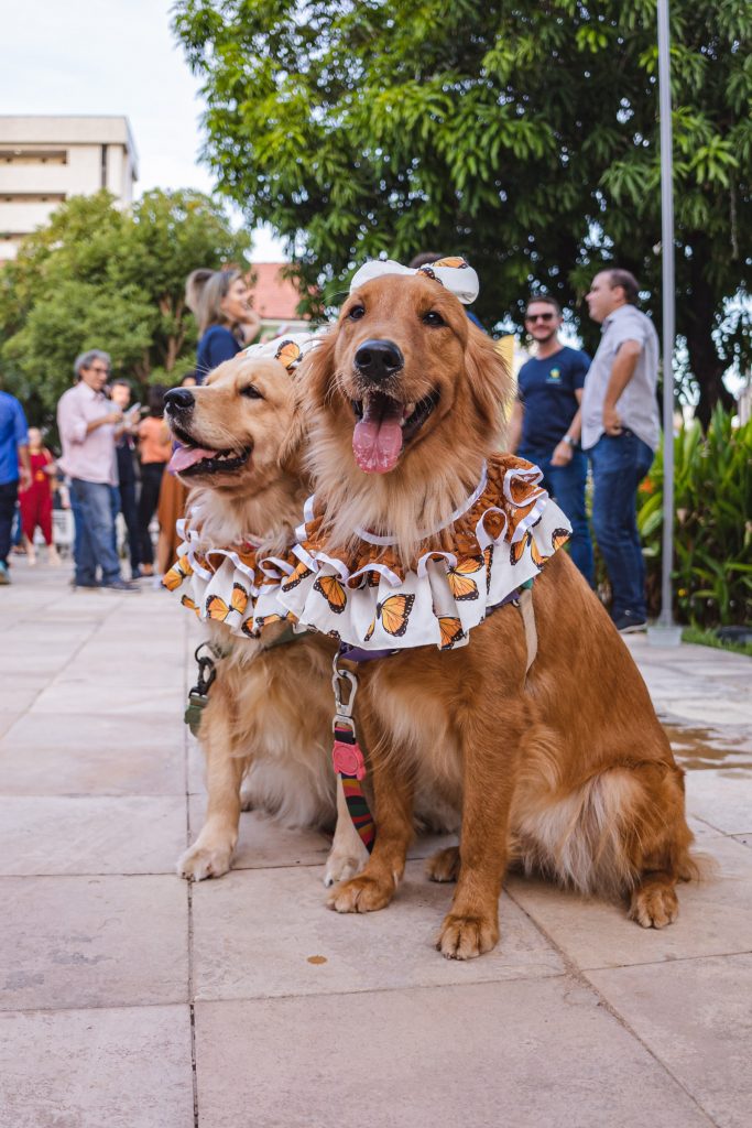 Pet Friendly No Estoril (4)