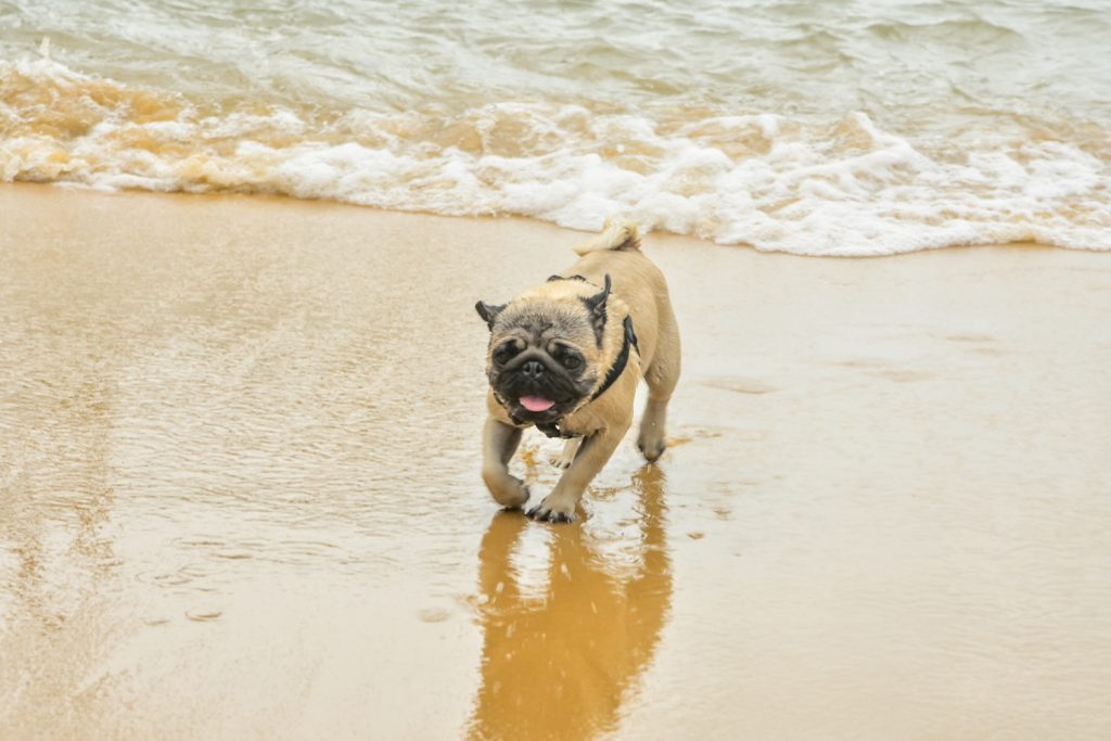 Samba In Bossa Iate (103)