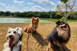 Life Malabo Pet Resort Hotel Para Cachorro 768x512