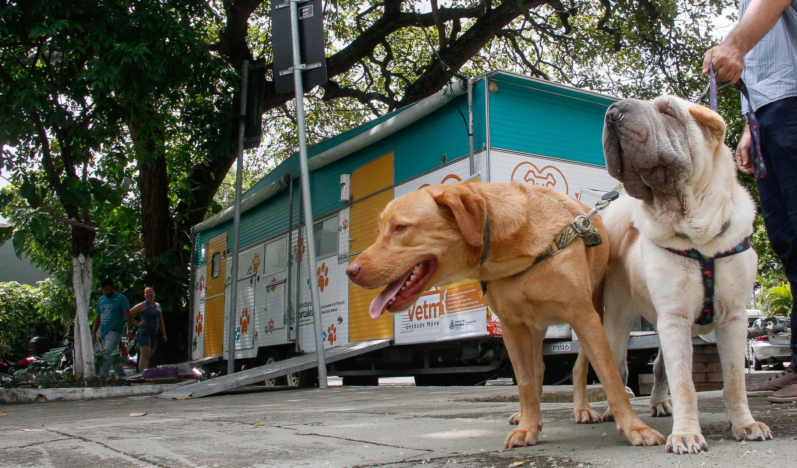 Prefeitura de Fortaleza reforça vacinação em cães e gatos no combate à raiva animal