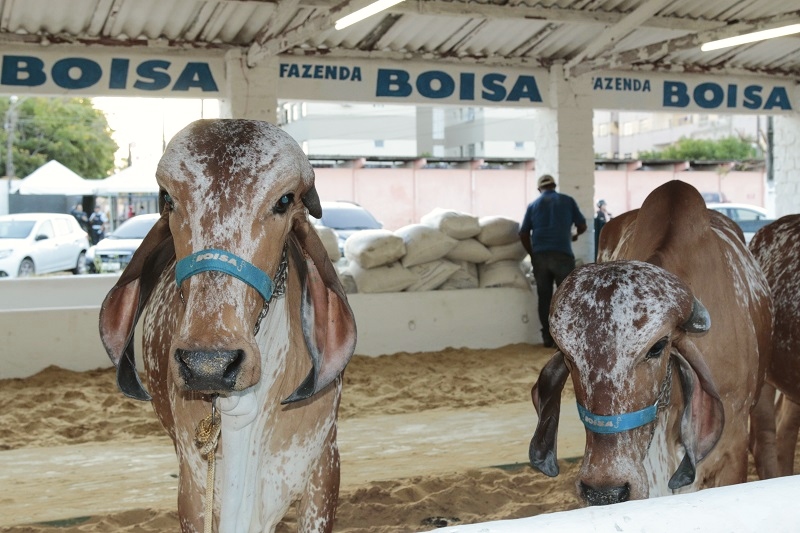 Agronegócio tem prioridade nos empréstimos do BNB