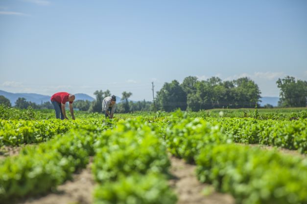 BNDES amplia financiamento para cooperativas agropecuárias