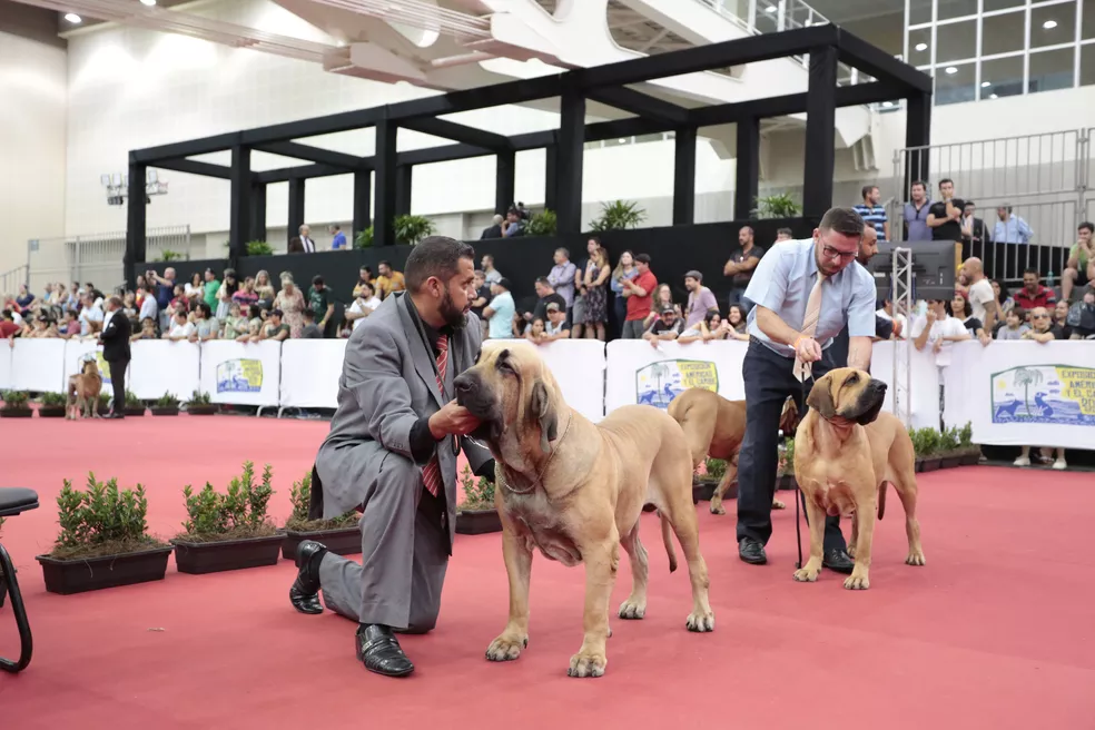 Fortaleza recebe 1° Festival de cães de 2023