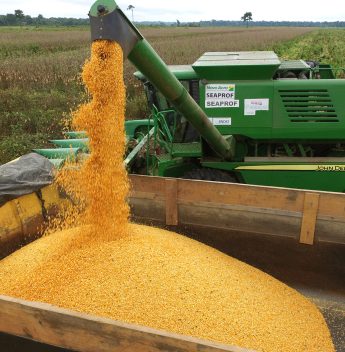 Zâmbia abre mercado para milho não transgênico brasileiro
