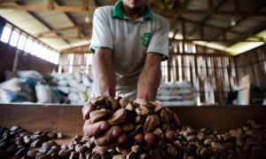 Agricultura, Amazônia, Agência Brasil