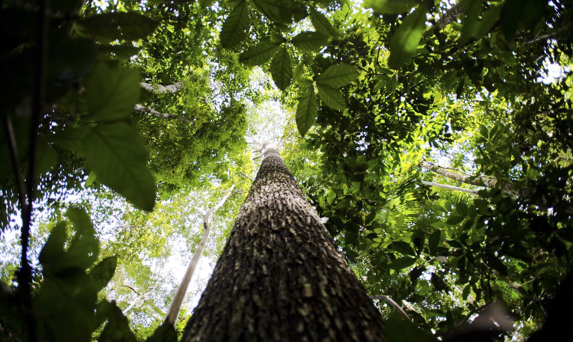 Brasil e Reino Unido anunciam aportes em projeto ambiental na Amazônia