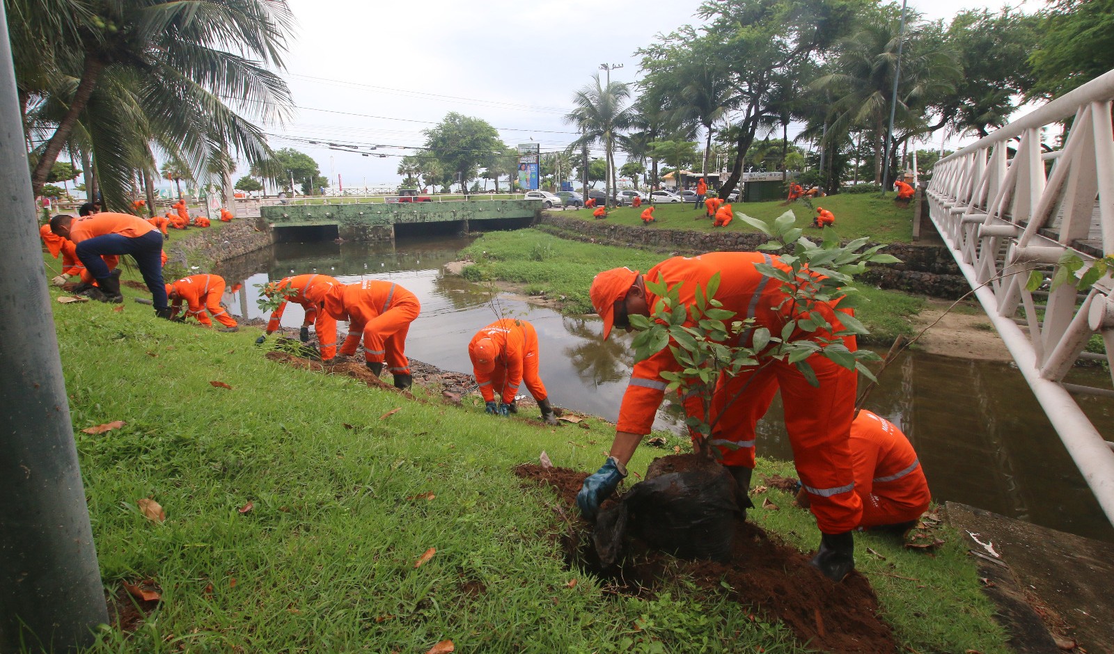 Fortaleza amplia cobertura vegetal em quase 139 mil novas plantas na Capital
