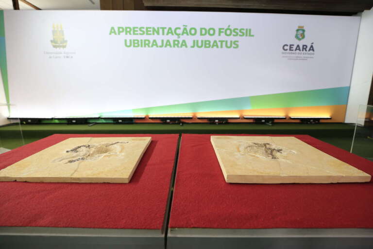 Após ser levado ilegalmente para a Alemanha há 30 anos, fóssil Ubirajara jubatus está de volta ao Ceará