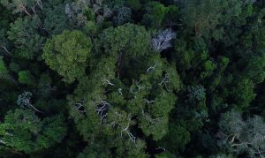 Floresta Amazonica Vista De Cima Amazônia Foto Tv Brasil