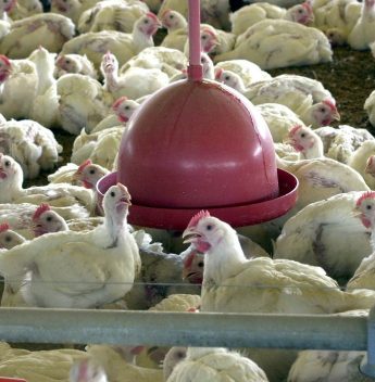 Exportação de frango bate recorde para abril e receita supera US$ 940 milhões