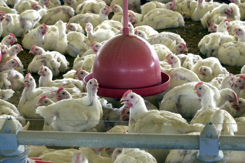 Aves Galinhas Frangos Gripe Aviária Agência Brasil