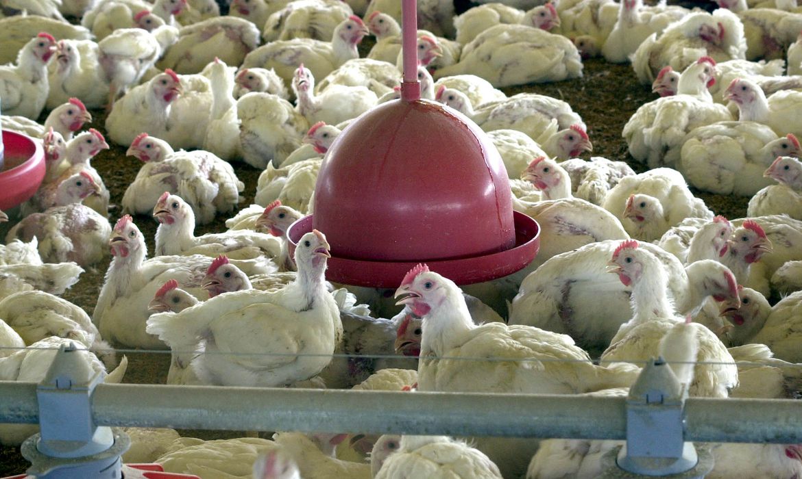 Japão suspende importação de carne de aves de Mato Grosso do Sul