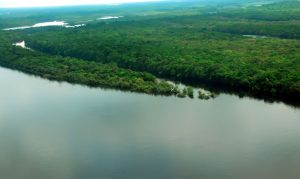 Floresta Amazônica Amazonas Foto Mtur
