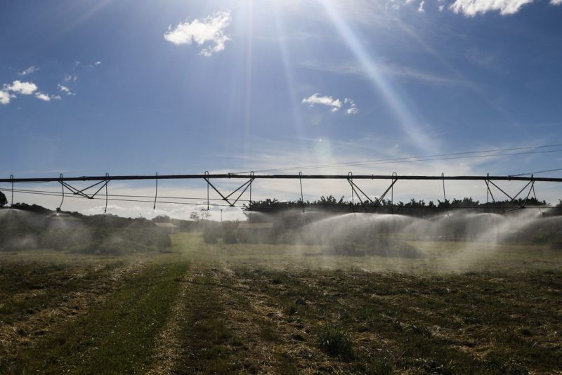 Safra deve recuar 3,7% em 2026, depois de um 2025 recorde