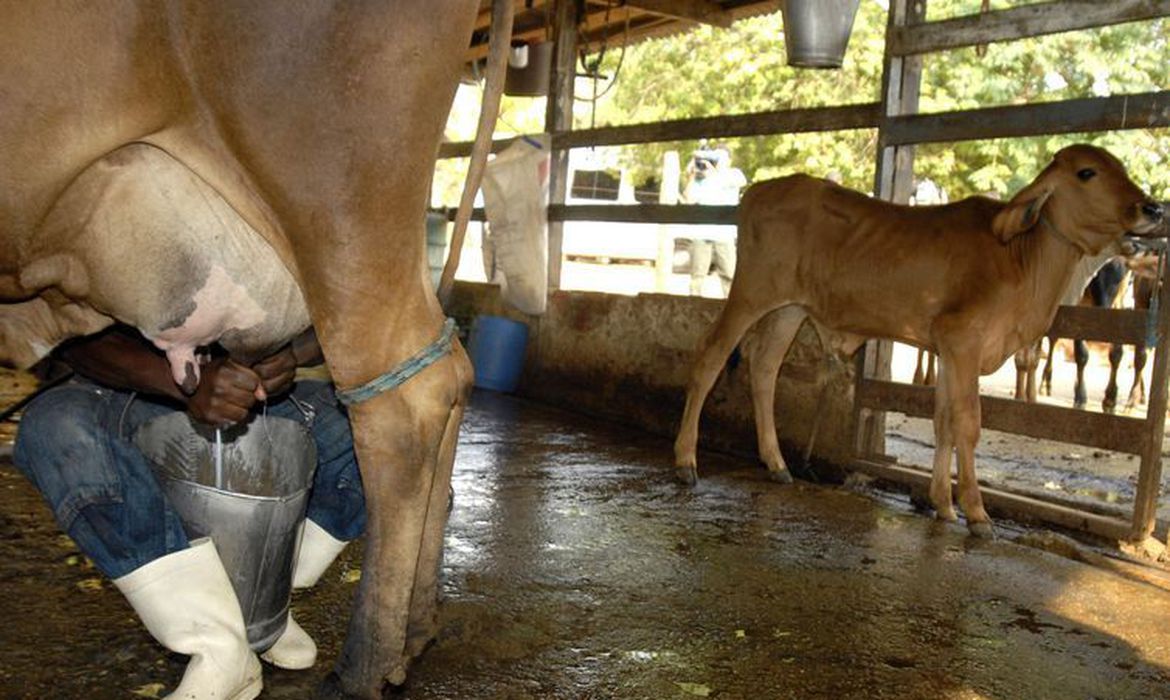 Governo vai comprar leite em pó para estimular setor em dificuldade