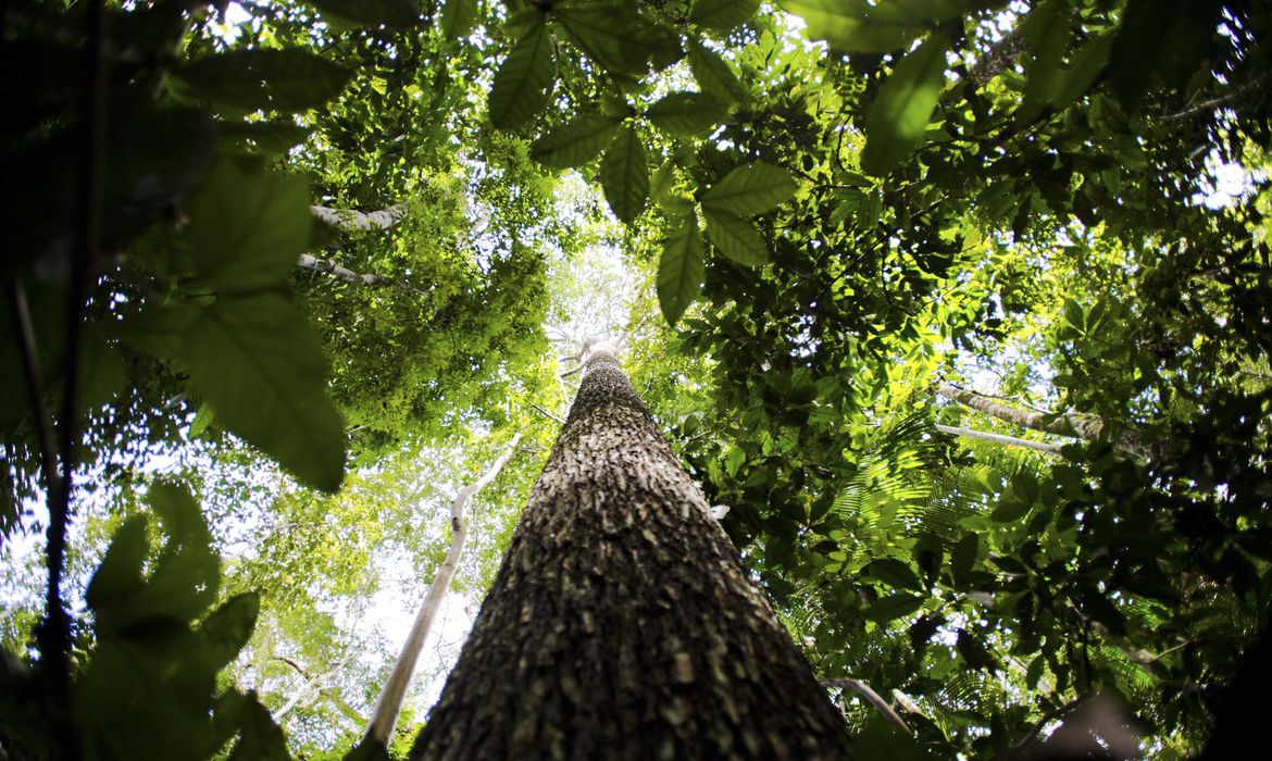 Fundo Amazônia recebe as primeiras doações dos EUA e da Suíça