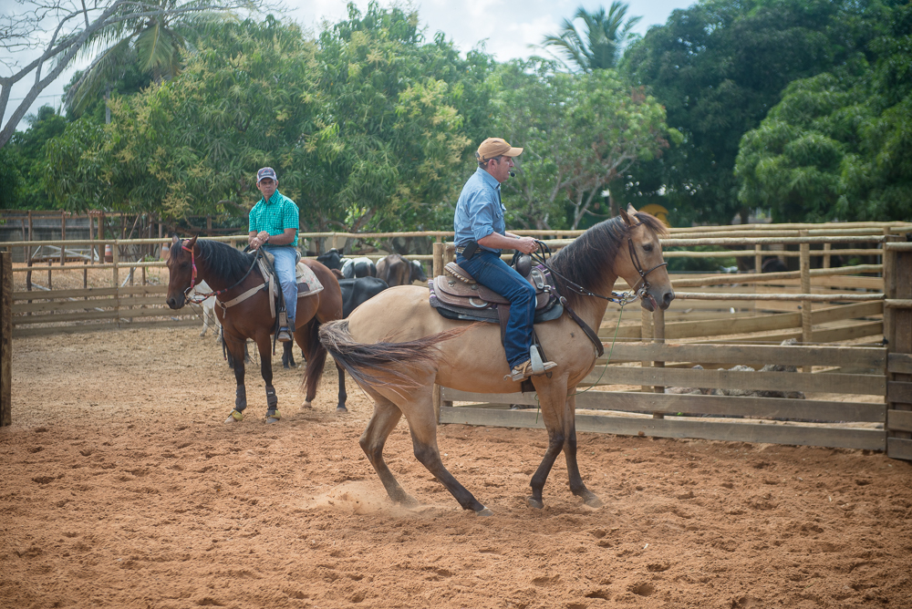 O desafio matemático do passeio do cavalo no xadrez - 28/02/2023 - Marcelo  Viana - Folha