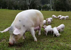 Suínos, Suinocultura, Poro Foto Embrapa