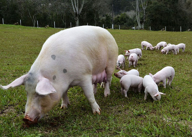 Brasil tem o menor custo de produção de suínos entre 17 países Brasil tem o menor custo de produção de suínos entre 17 países