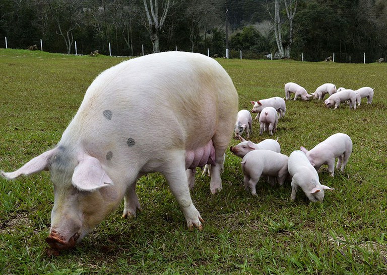 Brasil tem o menor custo de produção de suínos entre 17 países