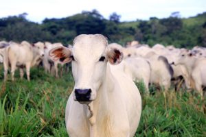 Bovinos, Bovinocultura, Bois, Vacas