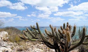 Caatinga