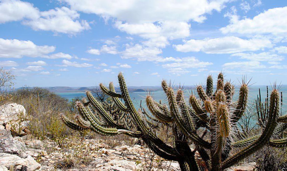 Governo recebe proposta para criação de fundo para a Caatinga