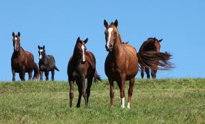 Equinos, Cavalos