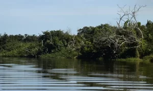 Mangue Manguezal Foto Agência Brasil