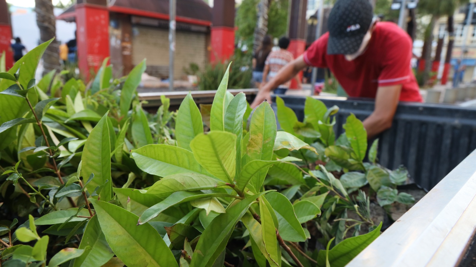 Ceará Natal de Luz inicia campanha pelo verde com distribuição de 100 mil mudas na Praça do Ferreira