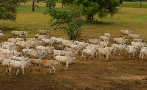 A Peaceful Laid Back Sunset With A Herd Of Zebu Cattle N Myanmar