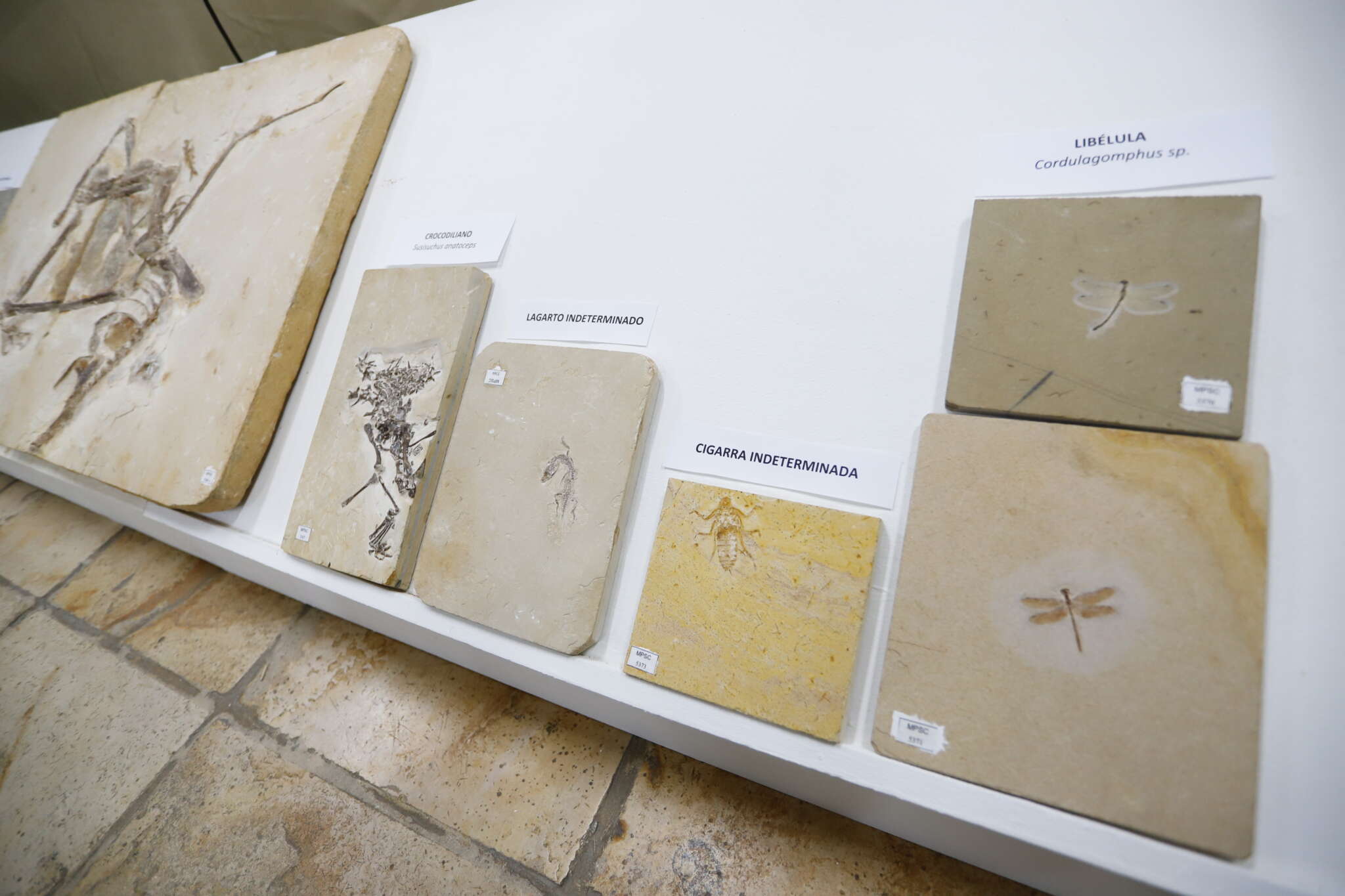 Quase mil fósseis, de até 110 milhões de anos, são repatriados para museu no Cariri