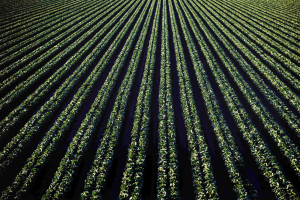 Agronegócio, Agricultura, Agrocarbono Foto Freepik