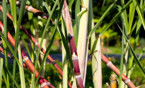 Cana De Açúcar