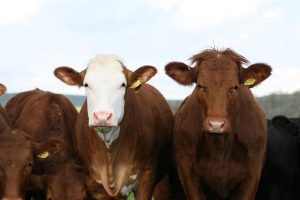Vaca, Boi, Bovinos, Bovinocultura Foto Pixabay