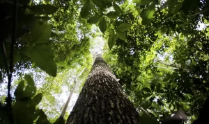 Floresta Amazônica, Bioeconomia, Transformação Ecológica Foto Agência Brasil